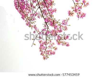 Beautiful purple flower soft focus of Cananga odorata flowers, Thai Flower Tabak. on white background.