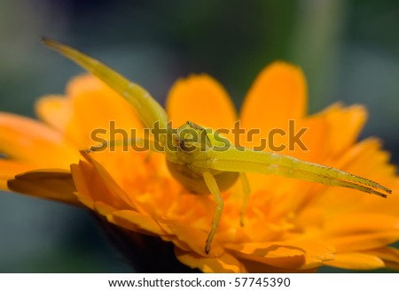 huge yellow spider sits on calendula