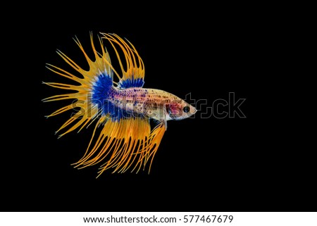 Crowntail male betta, Capture the moving moment of Siamese fighting fish isolated on black background.