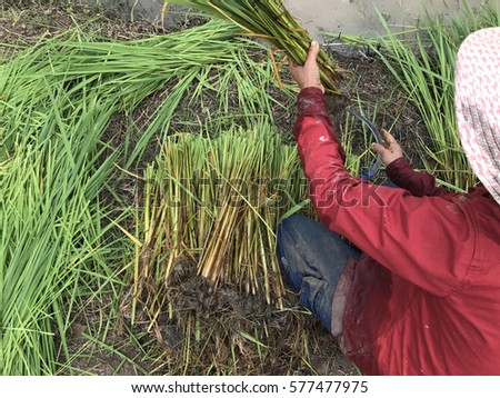 A farmer is harvesting in the field