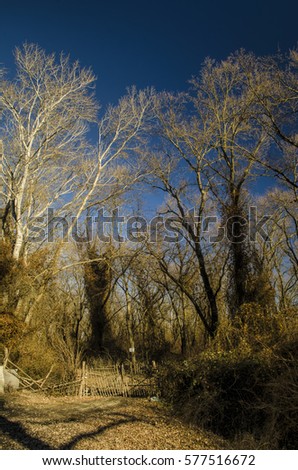 Beautiful landscape of dead winter trees in forest at the sunset time. Azerbaijan