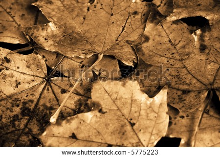 Brown beautiful vintage autumn leaves background