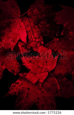 Vibrant-red dark amazing spooky autumn leaves background