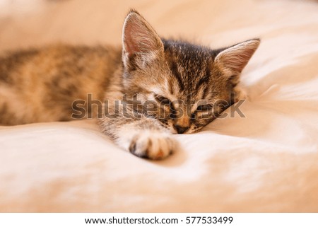 cute kitten Napping, rest, relaxation. 