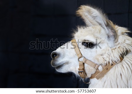 Profile of a harnessed white Alpaca head against a dark background