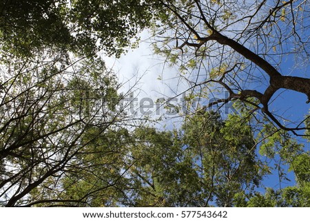 small canopy made by trees overhead