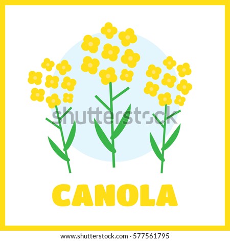 Canola flower illustration. Canola flower concept in flat style. Canola flowers