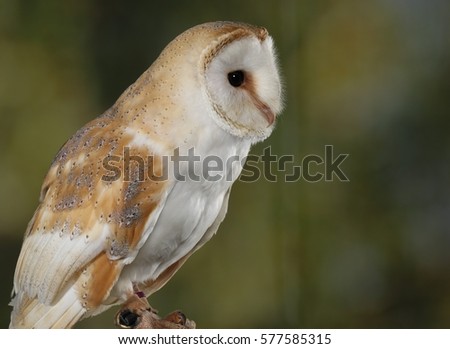 Barn Owl - Studio Photograph