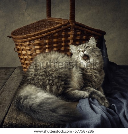 Cat and basket