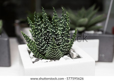 Floral hipster pattern. Succulents and cactus