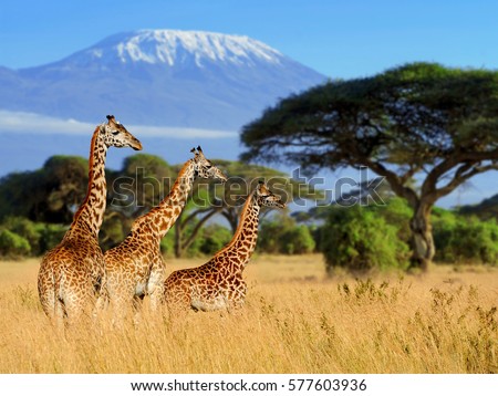 Three giraffe on Kilimanjaro mount background in National park of Kenya, Africa Royalty-Free Stock Photo #577603936