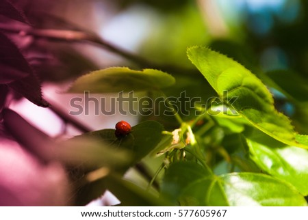 Two ladybugs on bright green leaves on a tree. Macro photo of insects. wildlife scene. Art photography with rainbow gradient filter effect. Colorful saturate picture. Sunny summer day in garden.