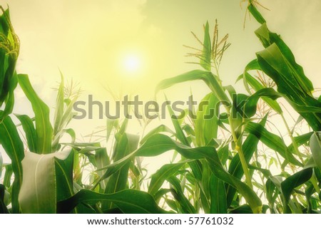 Tall corn field against summer sun Royalty-Free Stock Photo #57761032