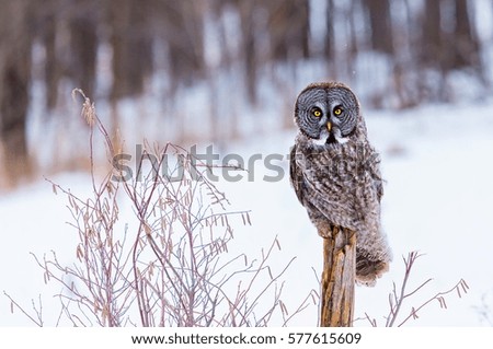 The great grey owl or great gray is a very large bird, documented as the world's largest species of owl by length. Here it is seen perched searching for prey in Quebec's harsh winter.