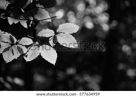 autumn leaves. black and white