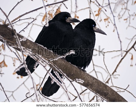 Raven and crow at the tree in snowfall