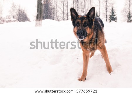 Dog german shepherd in a winter day