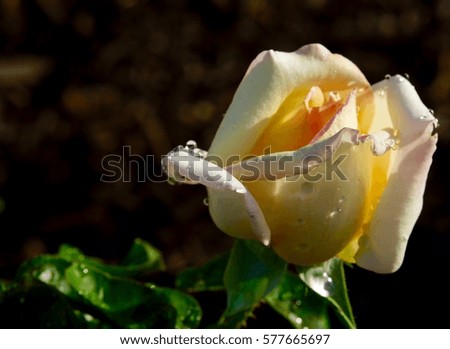 yellow rose isolated on the right