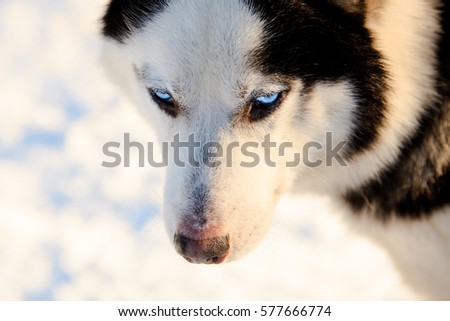 Close up on a snout of a husky dog black and white color.