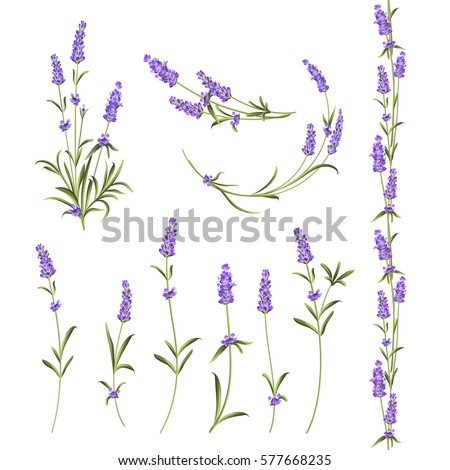 Set of lavender flowers elements. Botanical illustration. Collection of lavender flowers on a white background. Vector illustration bundle. Royalty-Free Stock Photo #577668235