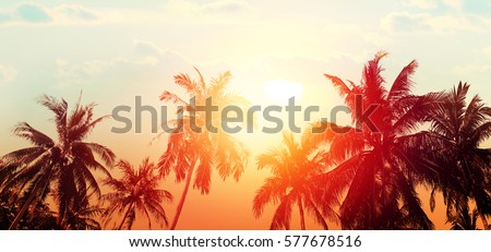 Tropical beach summer background with palm trees silhouette at sunset. Bokeh effect. Panorama