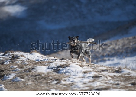 Dog holding a stick.
Dog was searching a stick in nature. It is winter and good to collect wood for firework. Royalty-Free Stock Photo #577723690