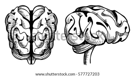Vector illustration of a brain in old-fashioned vintage engraving style.