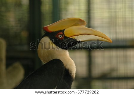Great Hornbill male(Buceros bicornis),Bird in the nest, sitting on the branch in the green tropic forest. Beautiful jungle hornbill, wildlife scene from nature,Southern Thailand