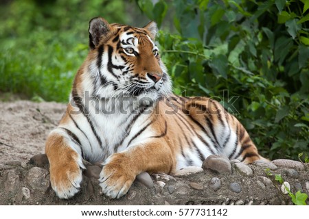 Siberian tiger (Panthera tigris altaica), also known as the Amur tiger. Royalty-Free Stock Photo #577731142