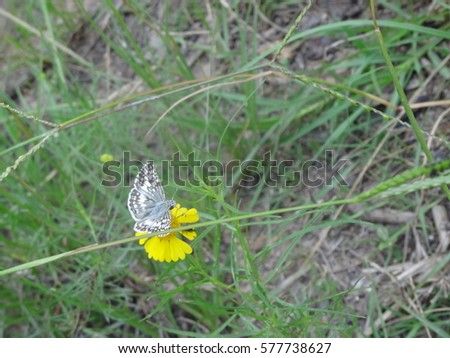                                Small white moth on Yellow Flower