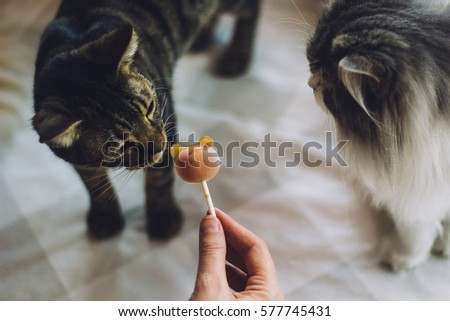 Cats eating a treat at a cat cafe in Tokyo, Japan. 