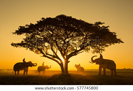 Silhouette elephant on the background of sunset,elephant thai in  surin thailand.