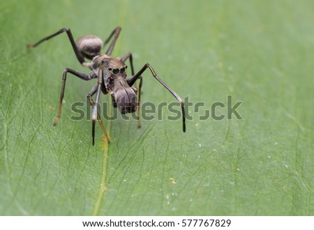 nature wildlife of ant mimic king jumping spider on the leaf