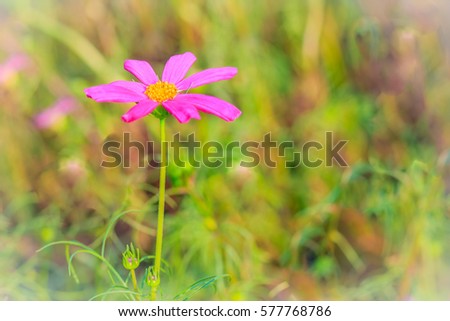 Beautiful pink cosmos flower in green background