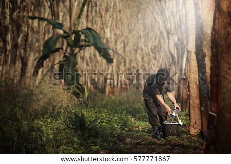 Worker tapping milk latex from  para rubber tree,plantation in Southeast Asia. Royalty-Free Stock Photo #577771867