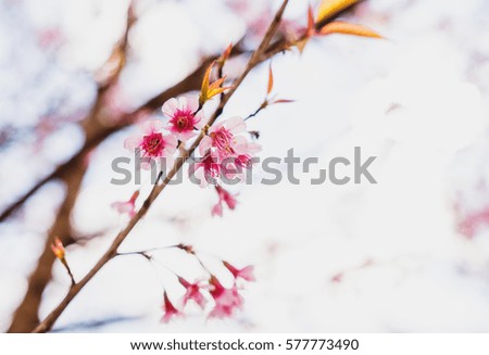 Selective soft focus Wild Himalayan Cherry or Sakura flower