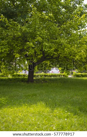 Blooming, green meadow with lush grass. Early spring.