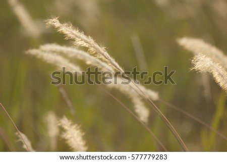 Grass with golden light