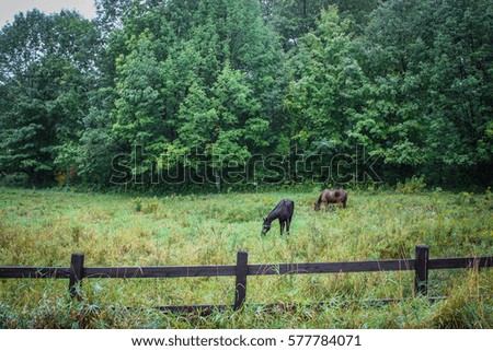 two wild horses in a field with a wooden fence