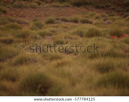 A field of spiky spinifex grass with a kangaroo hidden in the middle ground.