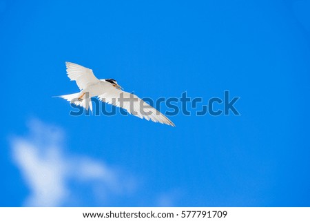 Birds fly very beautiful  ,   Very beautiful isolated photo of the flying gull with the wings opened

 ????????????: 473792974

