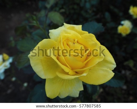 Close up yellow roses. The flowers of love. Beautiful flowers for Valentine's Day. Perfect leaves. Beautiful background. Beautiful flowers for your friends or your family.
