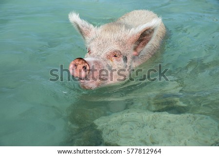 Wild white pig swims in turquoise water 