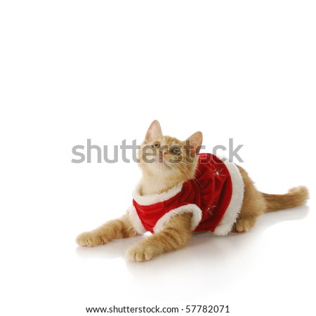 adorable ten week old kitten wearing christmas dress with reflection on white background
