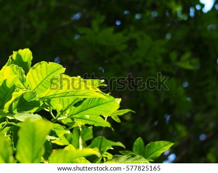 blur background from variety of green tropical garden plant leaves shallow depth of field under shiny sunlight and environment in nature outdoor for relax mood backdrop and background