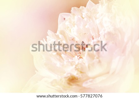 Blurred beautiful lotus soft color for background