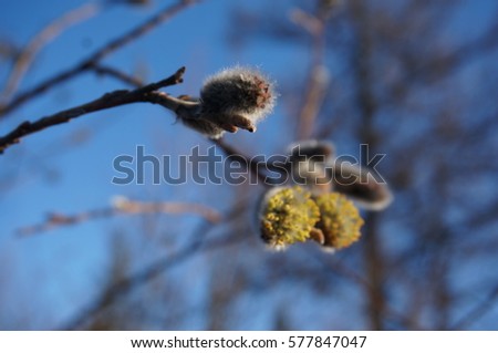  blossoming pussy-willow in the mountains14