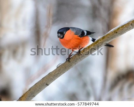 The red bird - Bullfinch sitting on a branch against a background of falling snow.