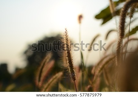 flowers , Feather Pennisetum , Mission Grass in the sunset