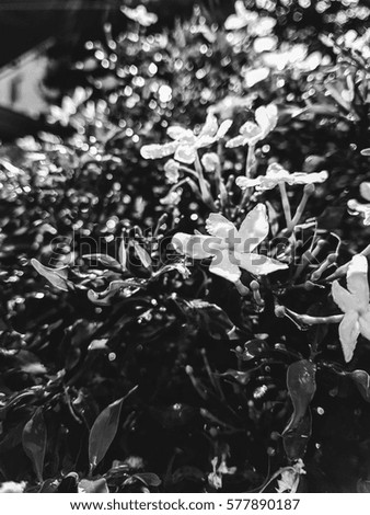 (B/W) black and white photograph Gerdenia Crape Jasmine and light 